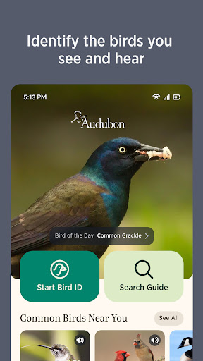 Audubon Bird Guide screenshot 3