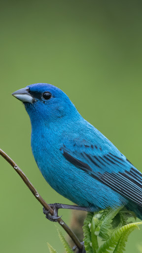 Audubon Bird Guide screenshot 2