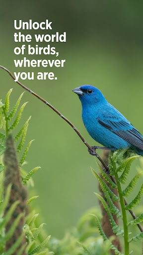 Audubon Bird Guide screenshot 7